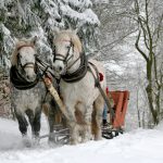 kulig